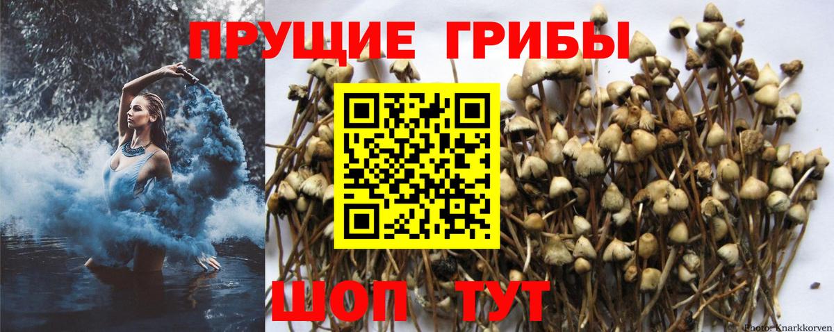Галлюциногенные грибы Cubensis Канаш
